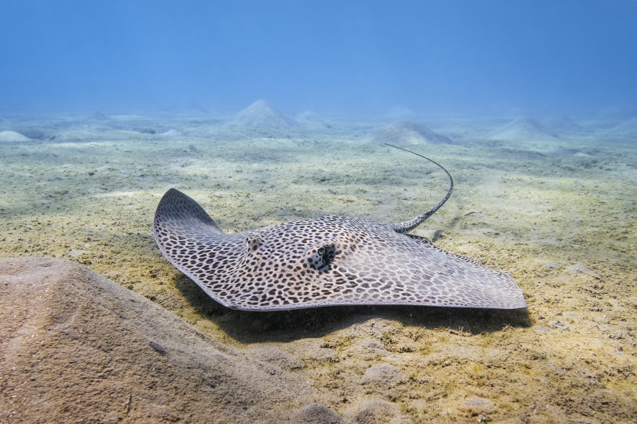 Reticulate whipray (Himantura uarnak)