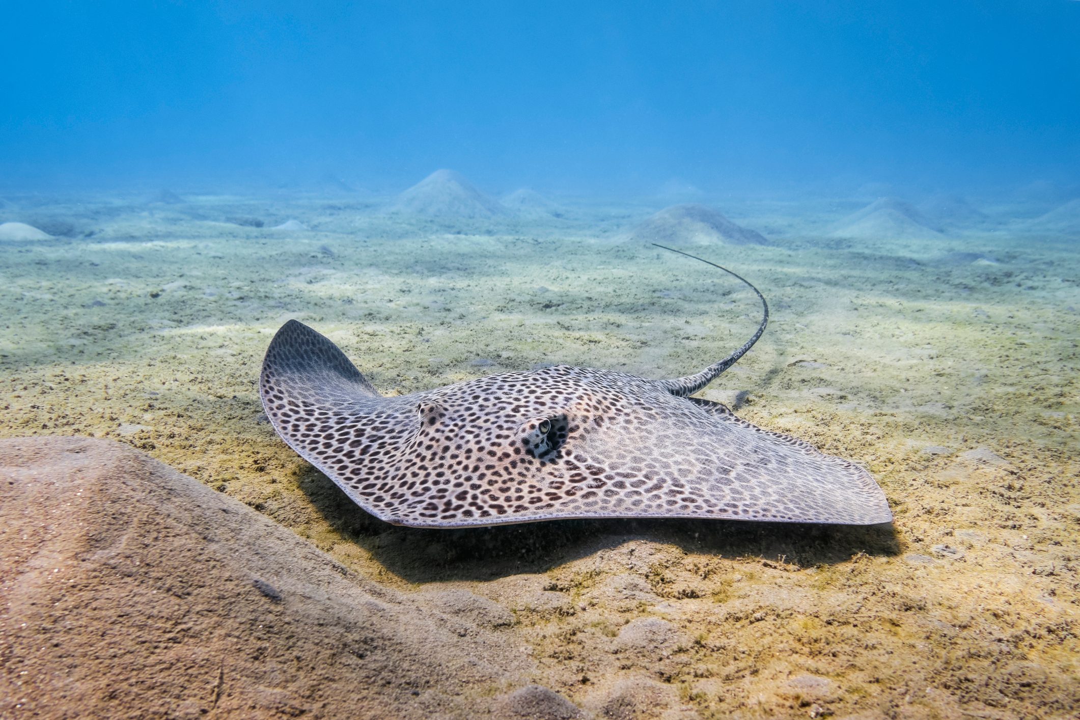Reticulate whipray (Himantura uarnak)