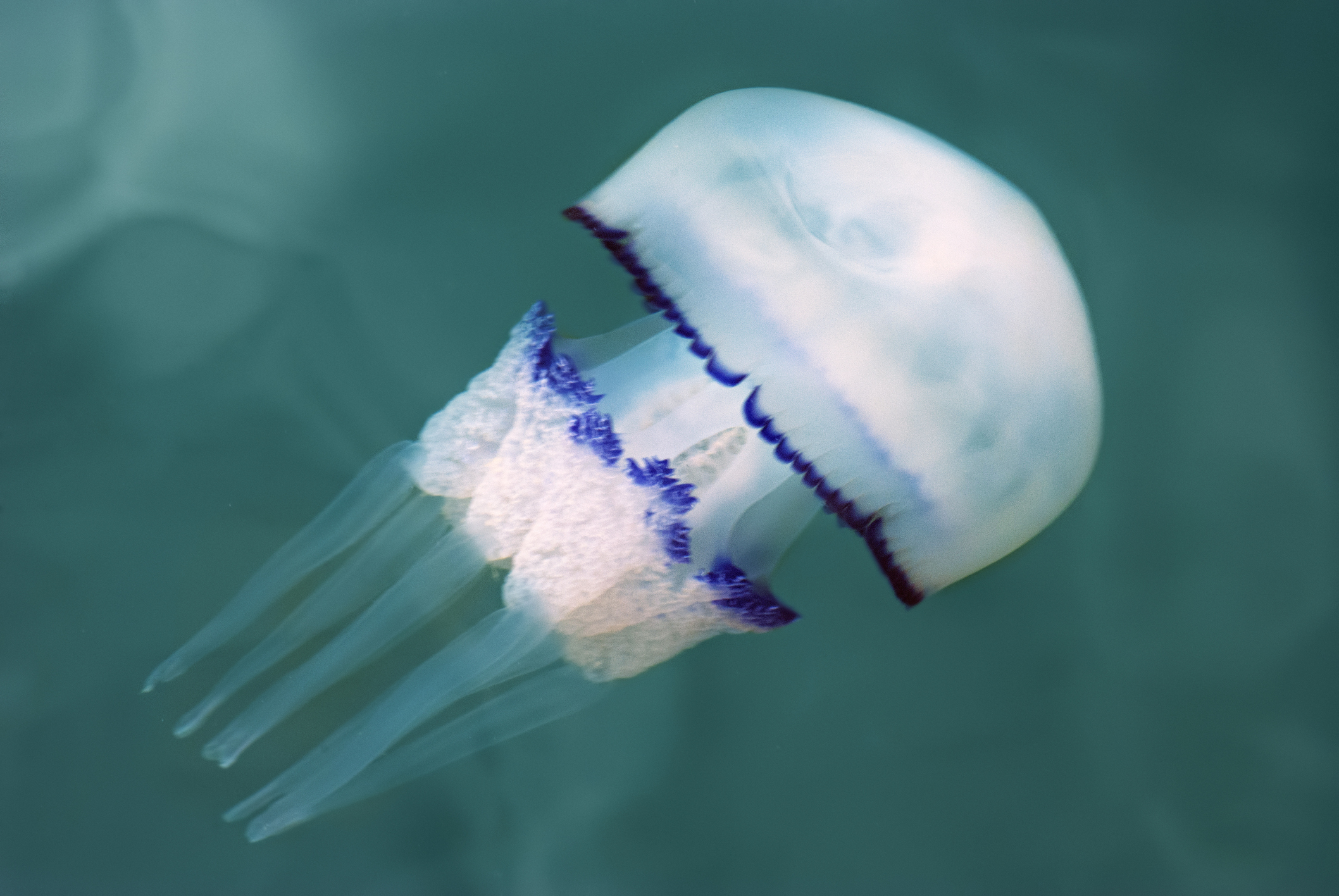 Barrel jellyfish in Italy, Trieste.
