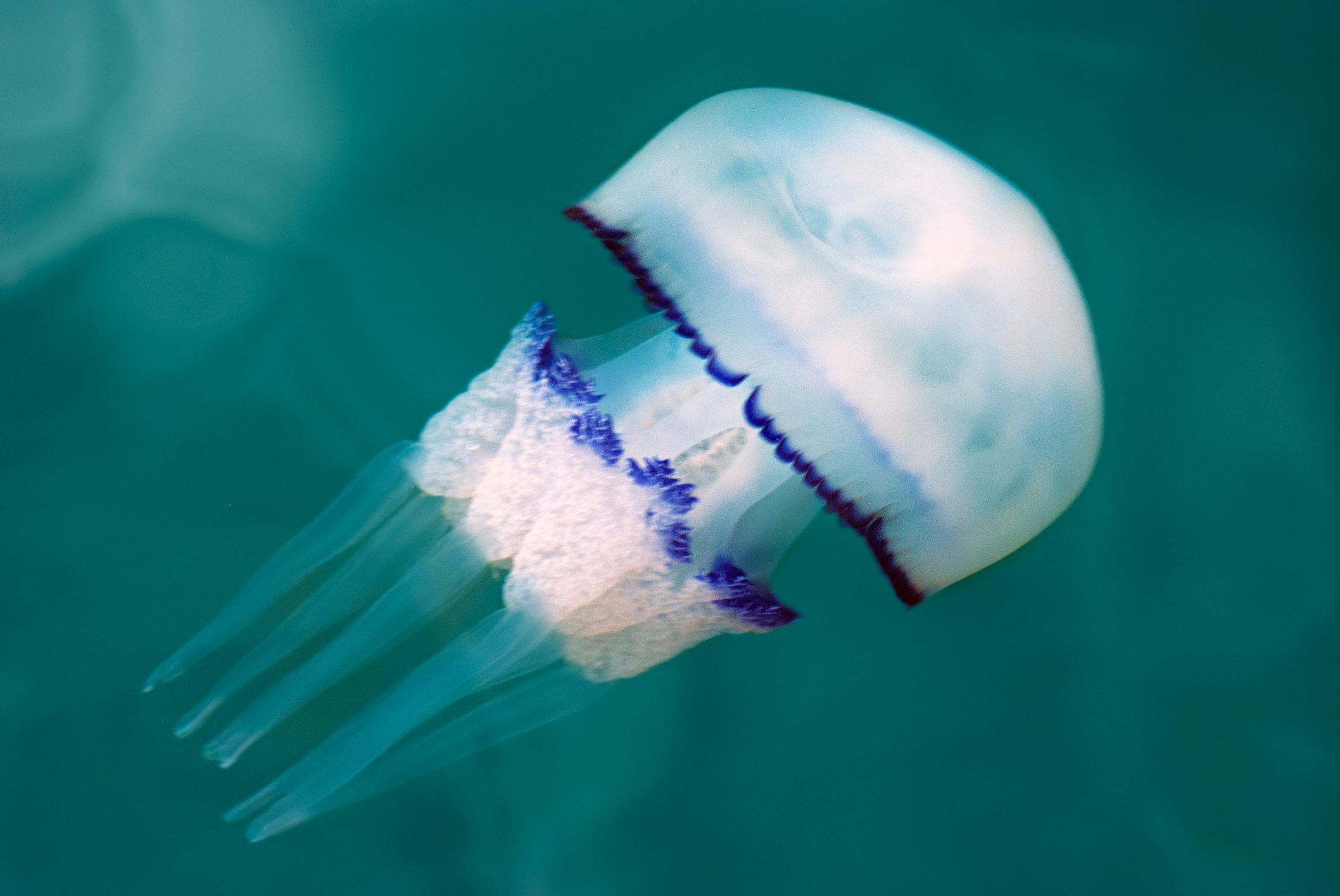 Barrel jellyfish in Italy, Trieste.