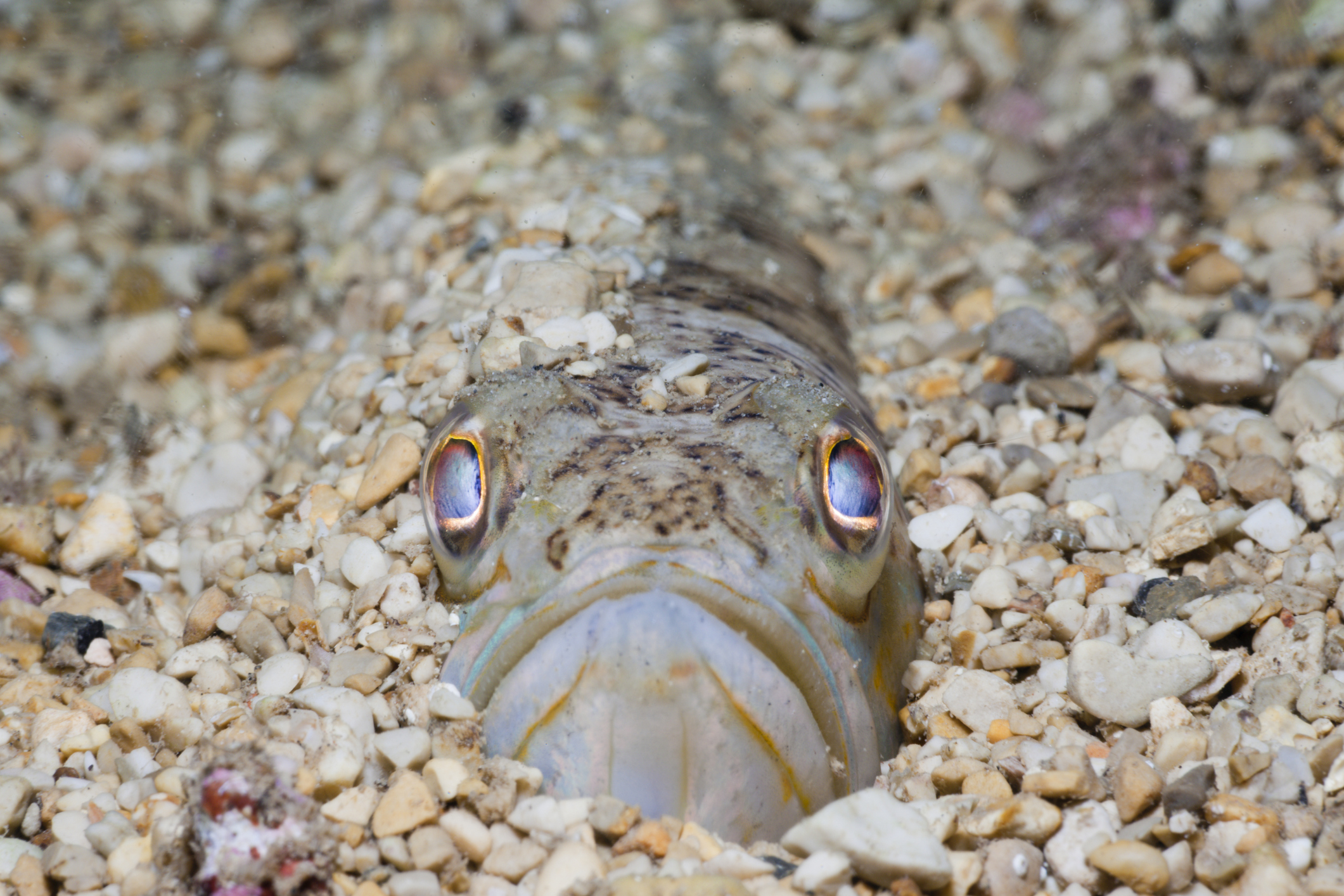 Streaked Weever, Trachinus radiatus, 