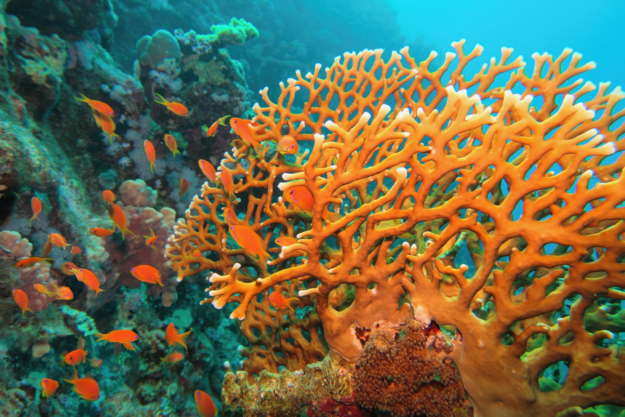 Fire Coral (Millepora)