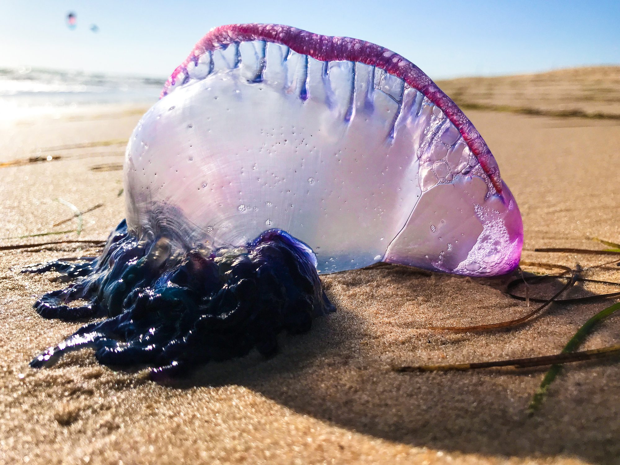 Portuguese Man o' war jellyfish washed on beach