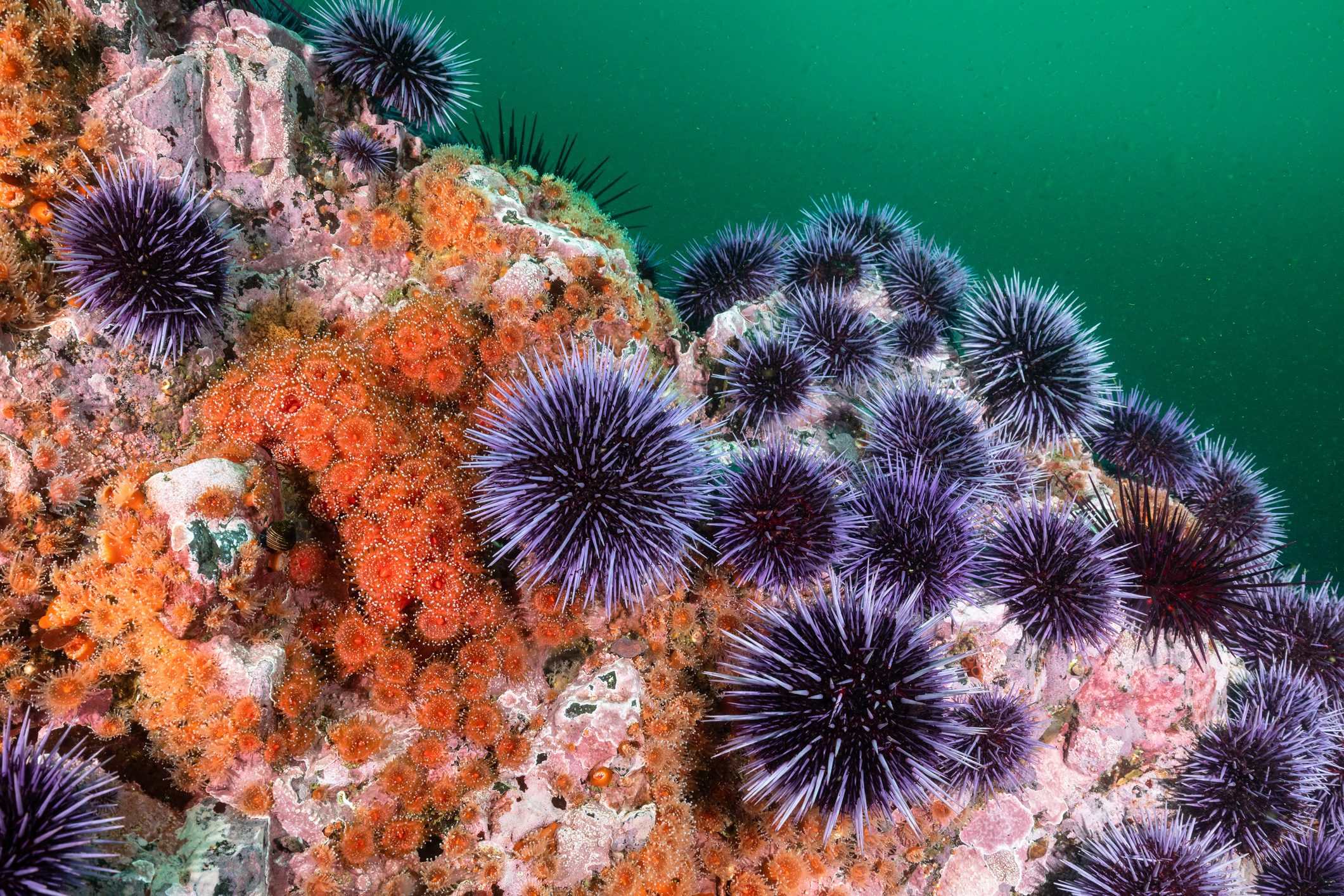 Purple sea urchins (Strongylocentrotus purpuratus) cover a reef along with strawberry anemones (Corynactis californica)