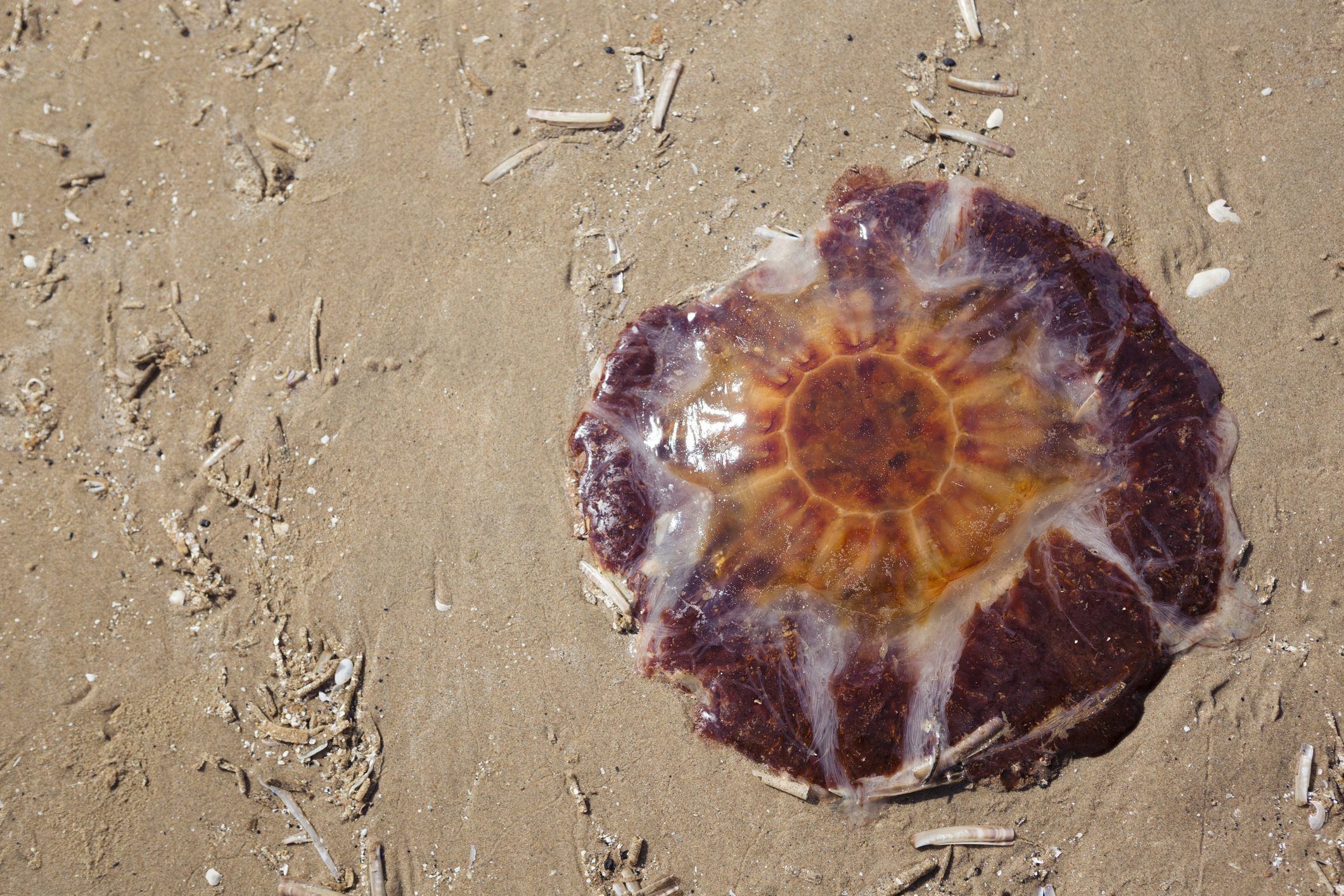 Stranded Lion's Mane Jellyfish on the sand on a beach
