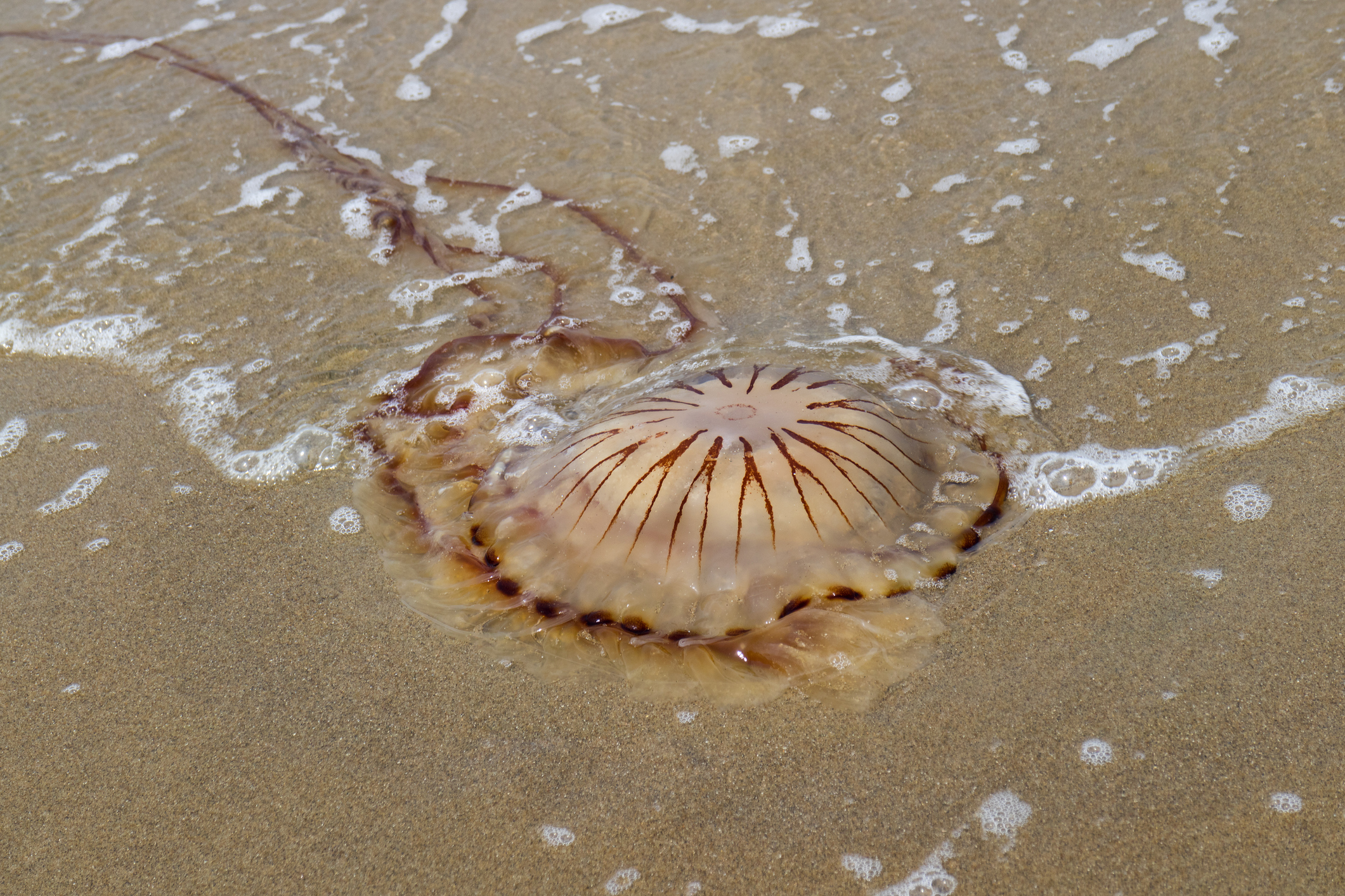 Compass jellyfish washed ashore at the beach