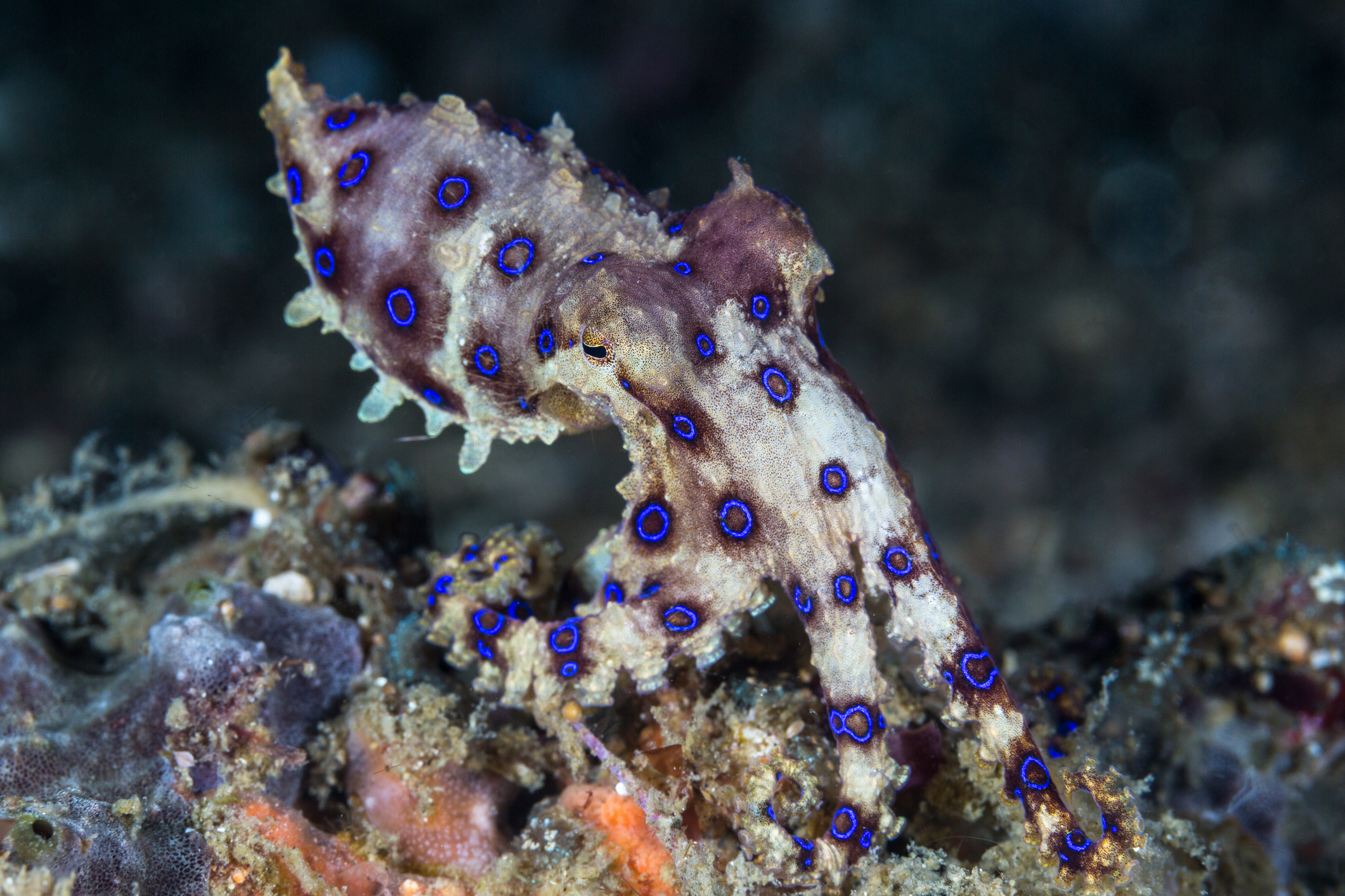 A blue-ringed octopus (Hapalochlaena lunulata) crawls across the reef 