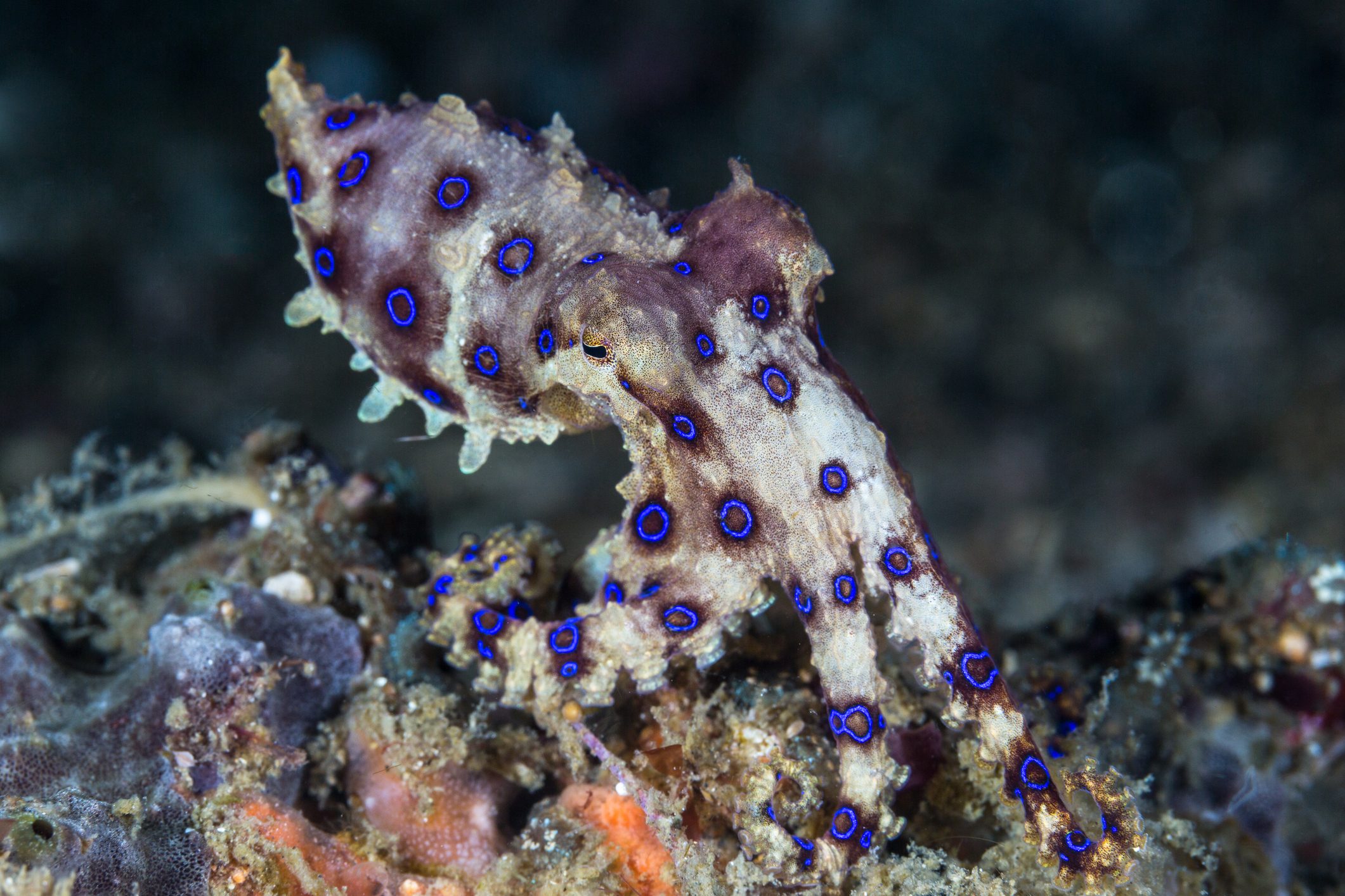 A blue-ringed octopus (Hapalochlaena lunulata) crawls across the reef