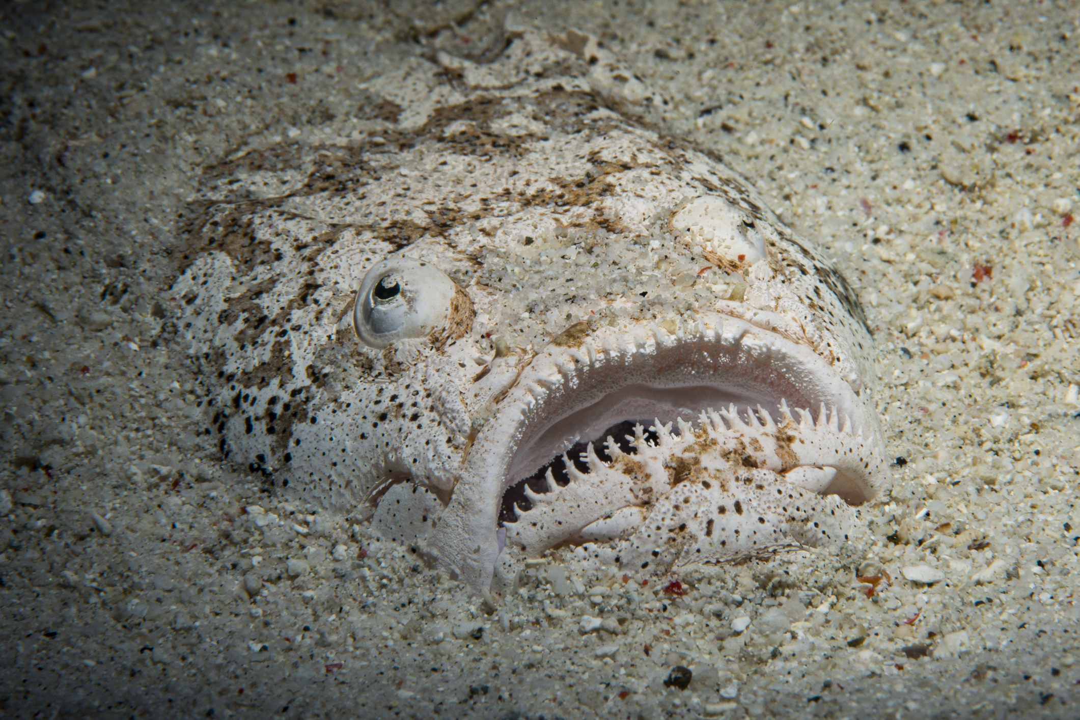 stargazer fish 