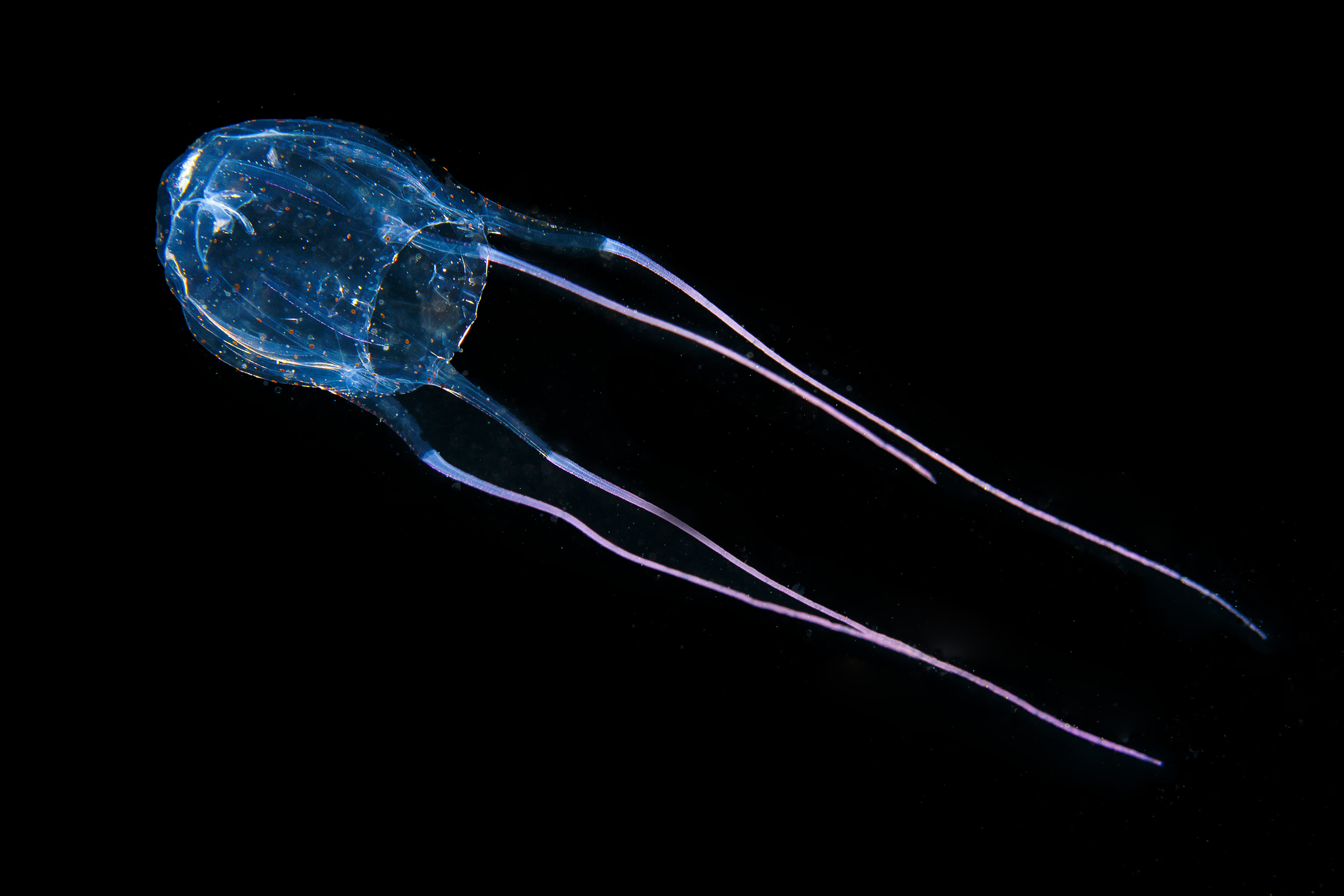 Carybdea cubozoa