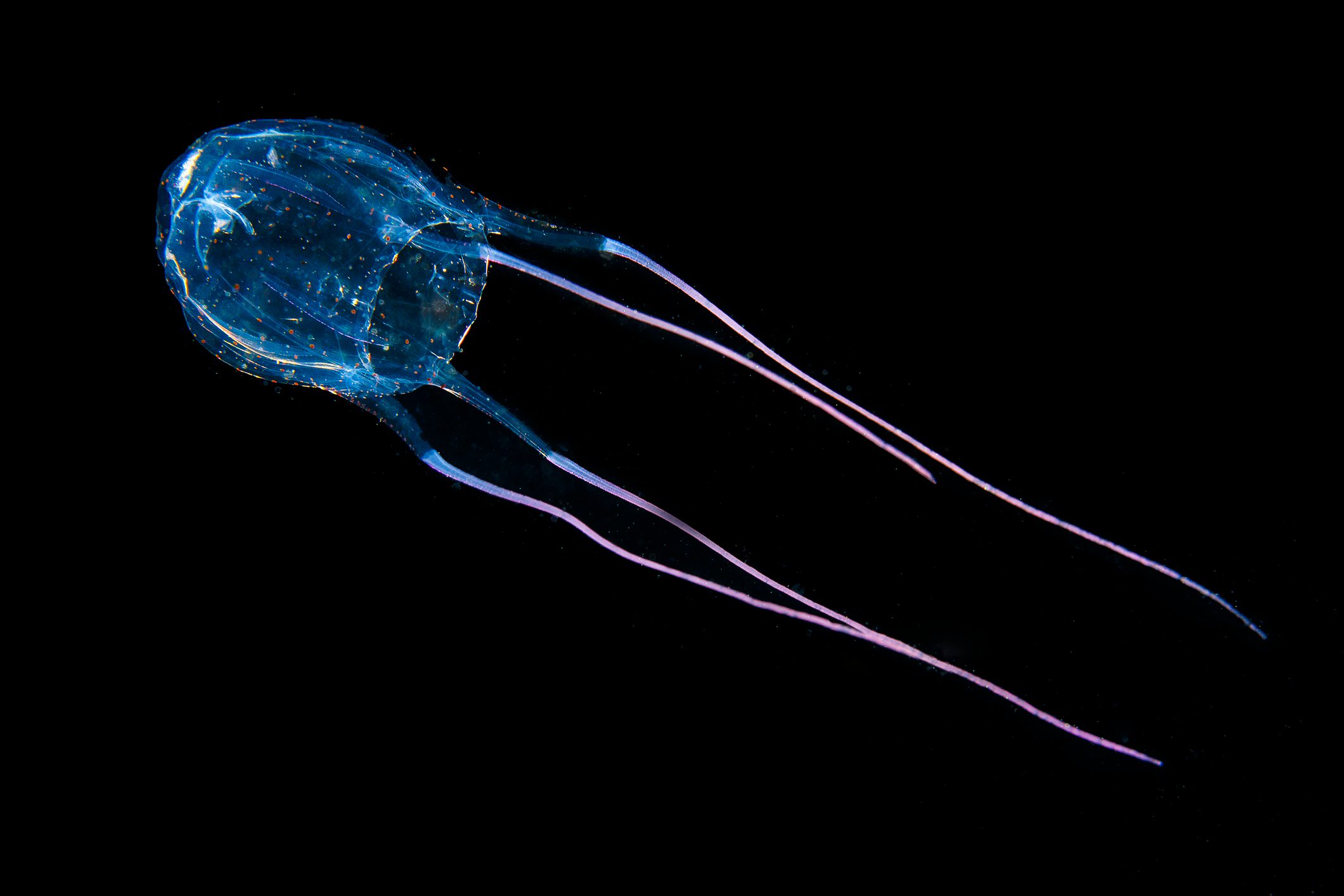 Carybdea cubozoa