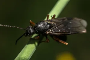 Cotesia Glomerata