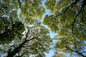 Crown shyness: what it is and which trees it affects A picture showing crown shyness