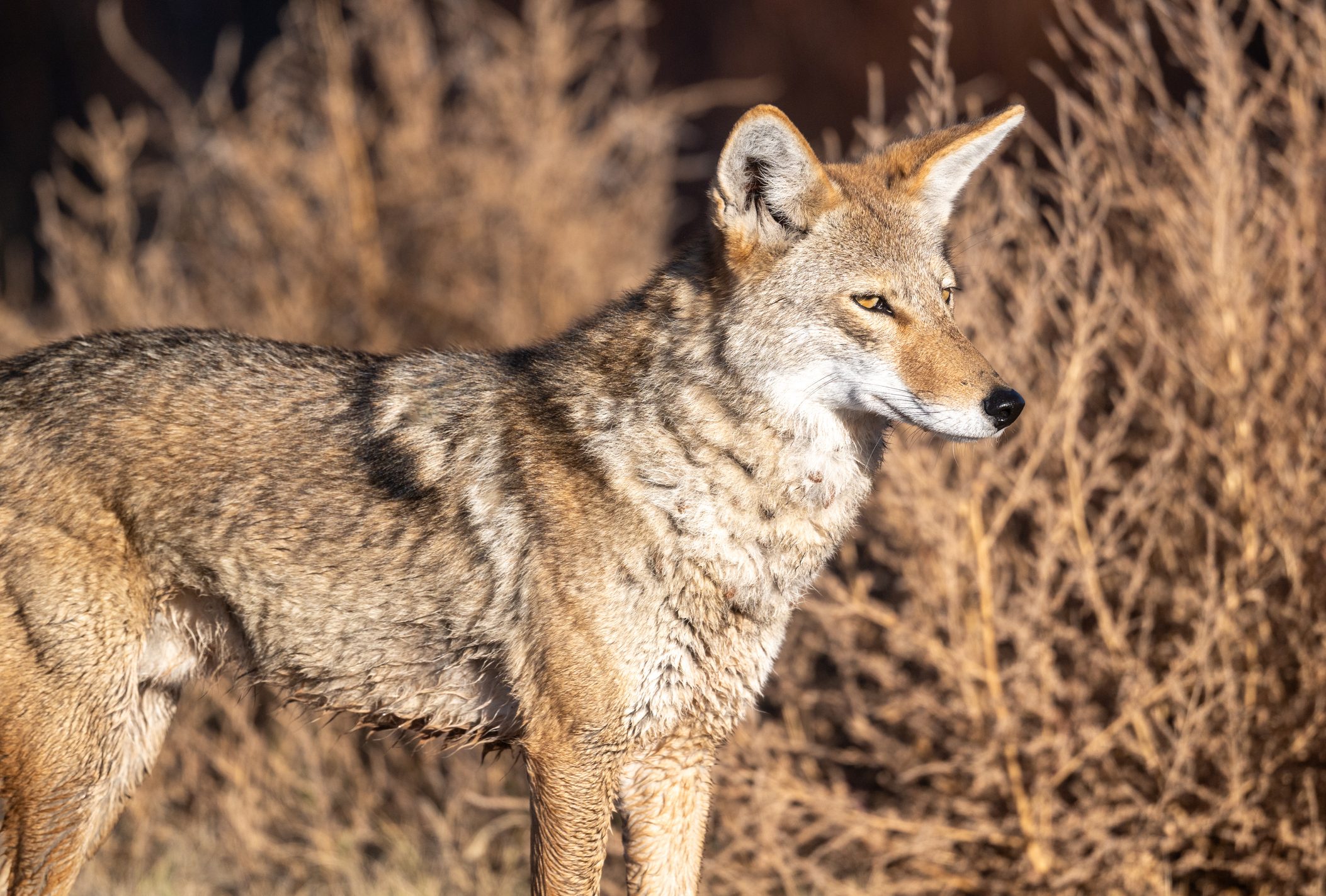 The coyote (Canis latrans) is a species of canine also known as the American jackal, prairie wolf, and brush wolf.
