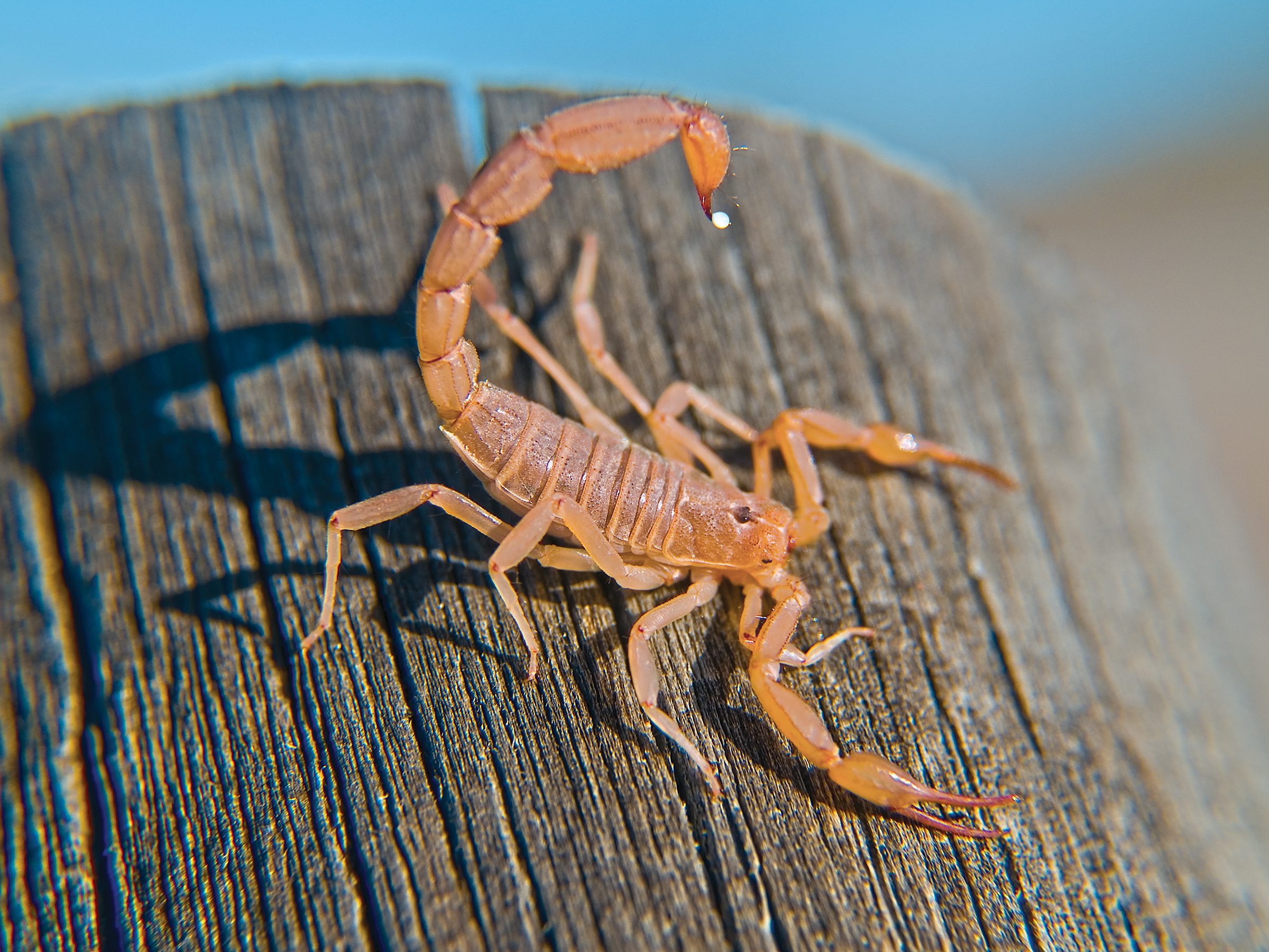 A poisonous Bark Scorpion native to Arizona with its stinger reared up and ready to strike.