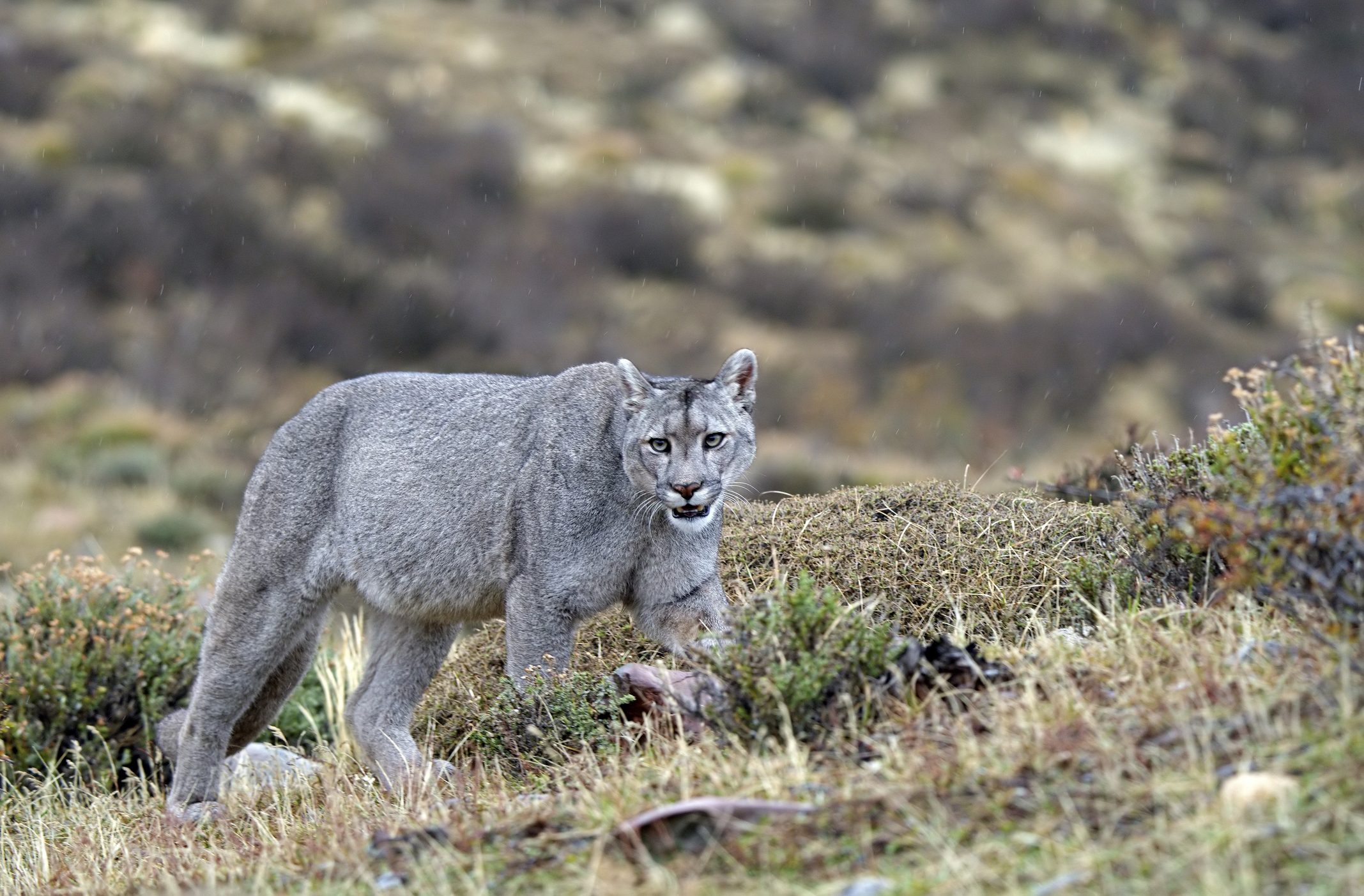 mountain lion