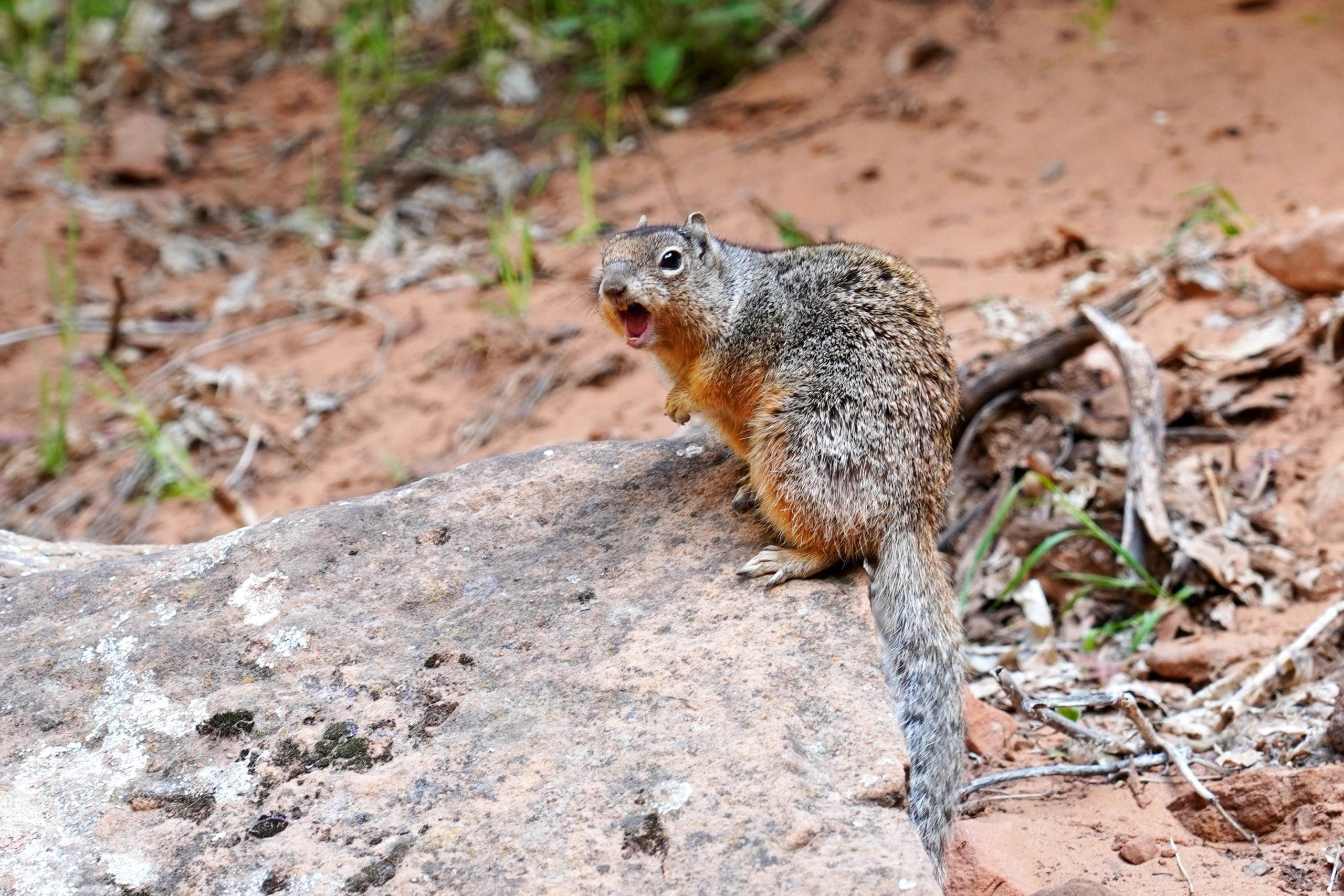 Rock Squirrel in Zion National Park talking to visitors
