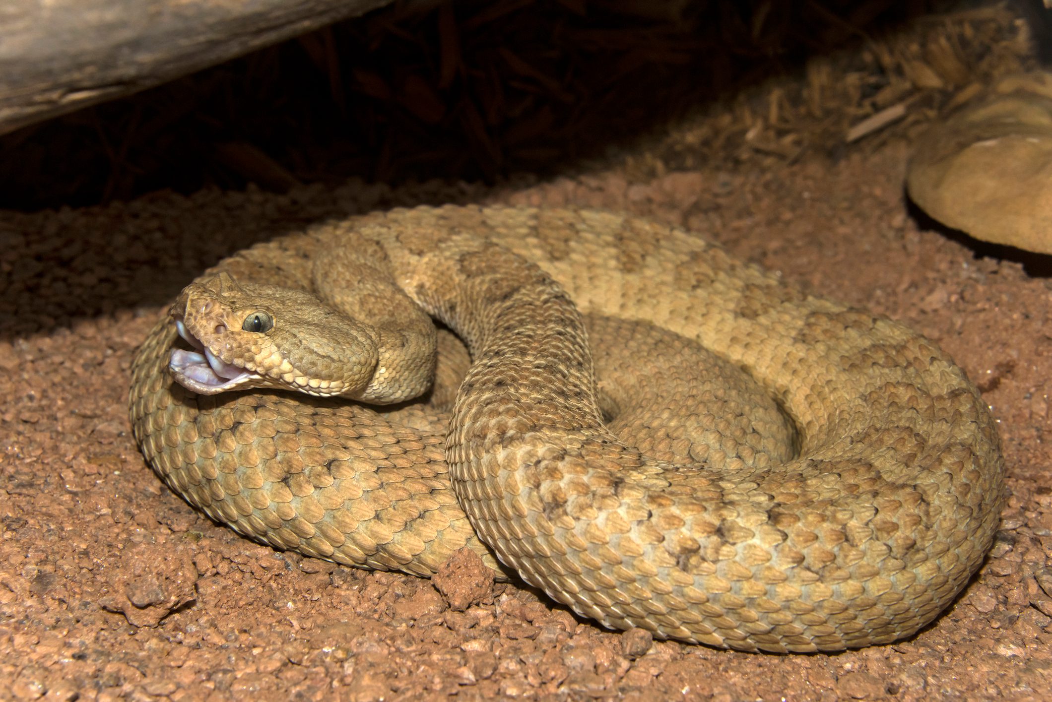 Grand Canyon rattlesnake