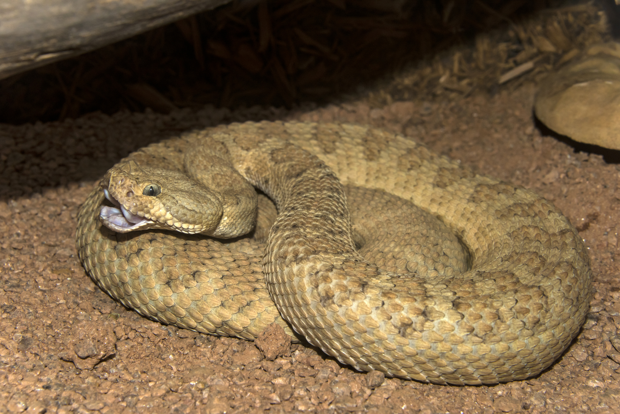 Grand Canyon rattlesnake