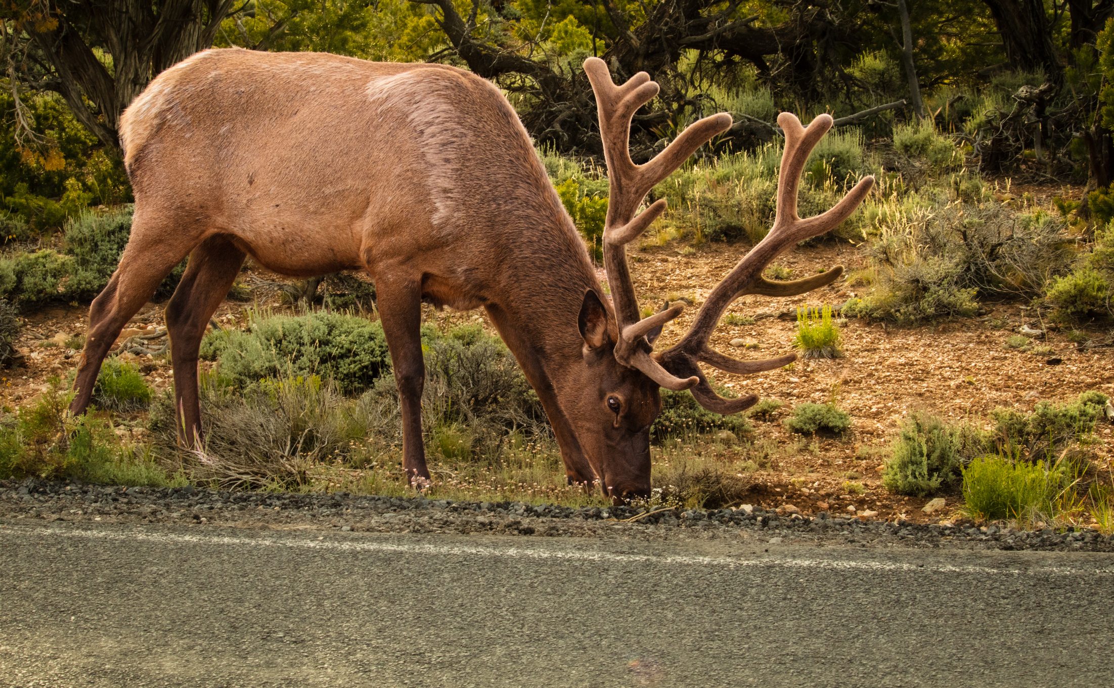 Large elk grazing by the side of the road