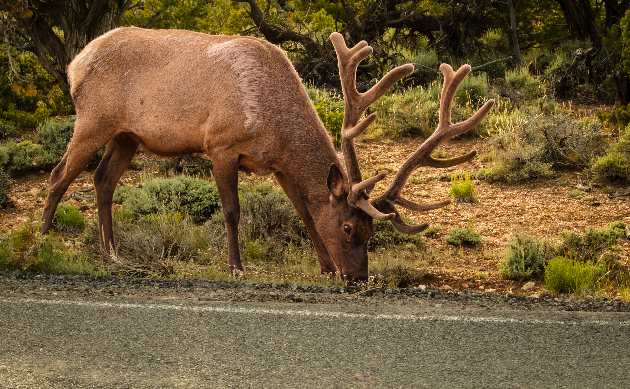 Large elk grazing by the side of the road