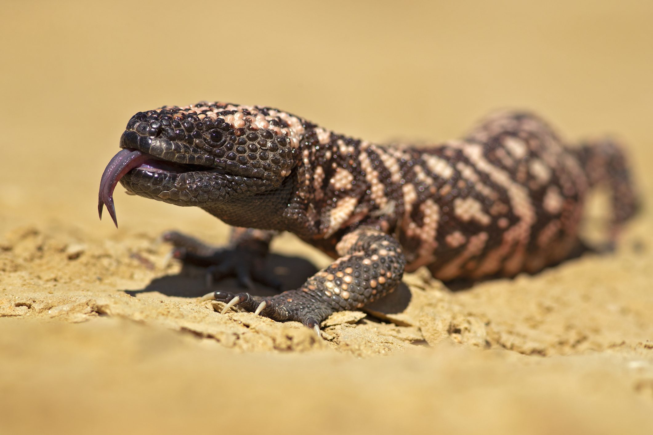 Gila monster