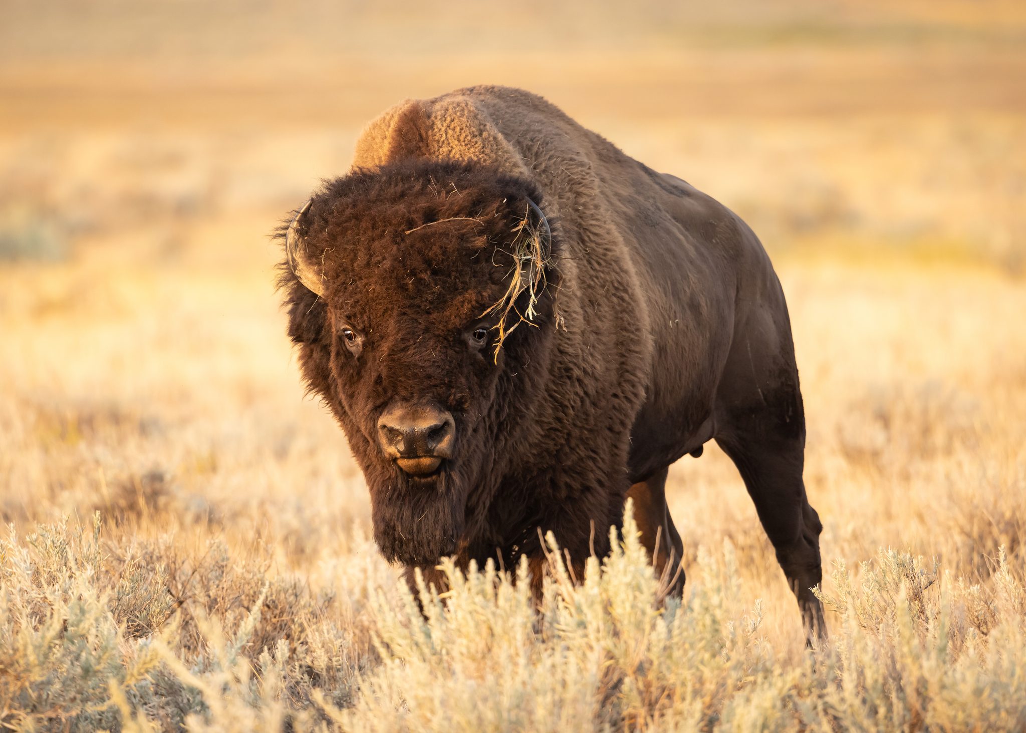 Bull Plains Bison in Prairie Grasslands of Saskatchewan
