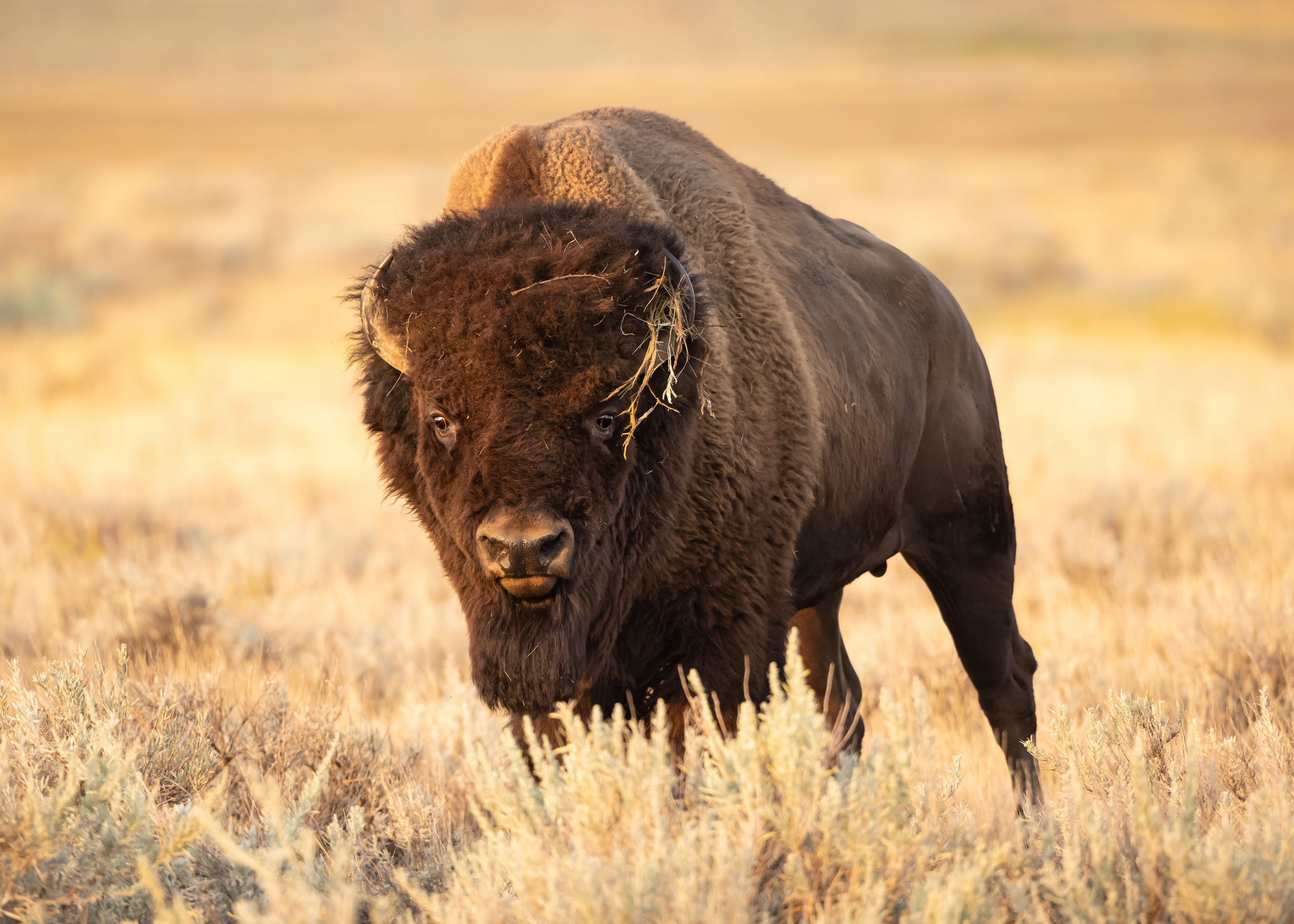 Bull Plains Bison in Prairie Grasslands of Saskatchewan