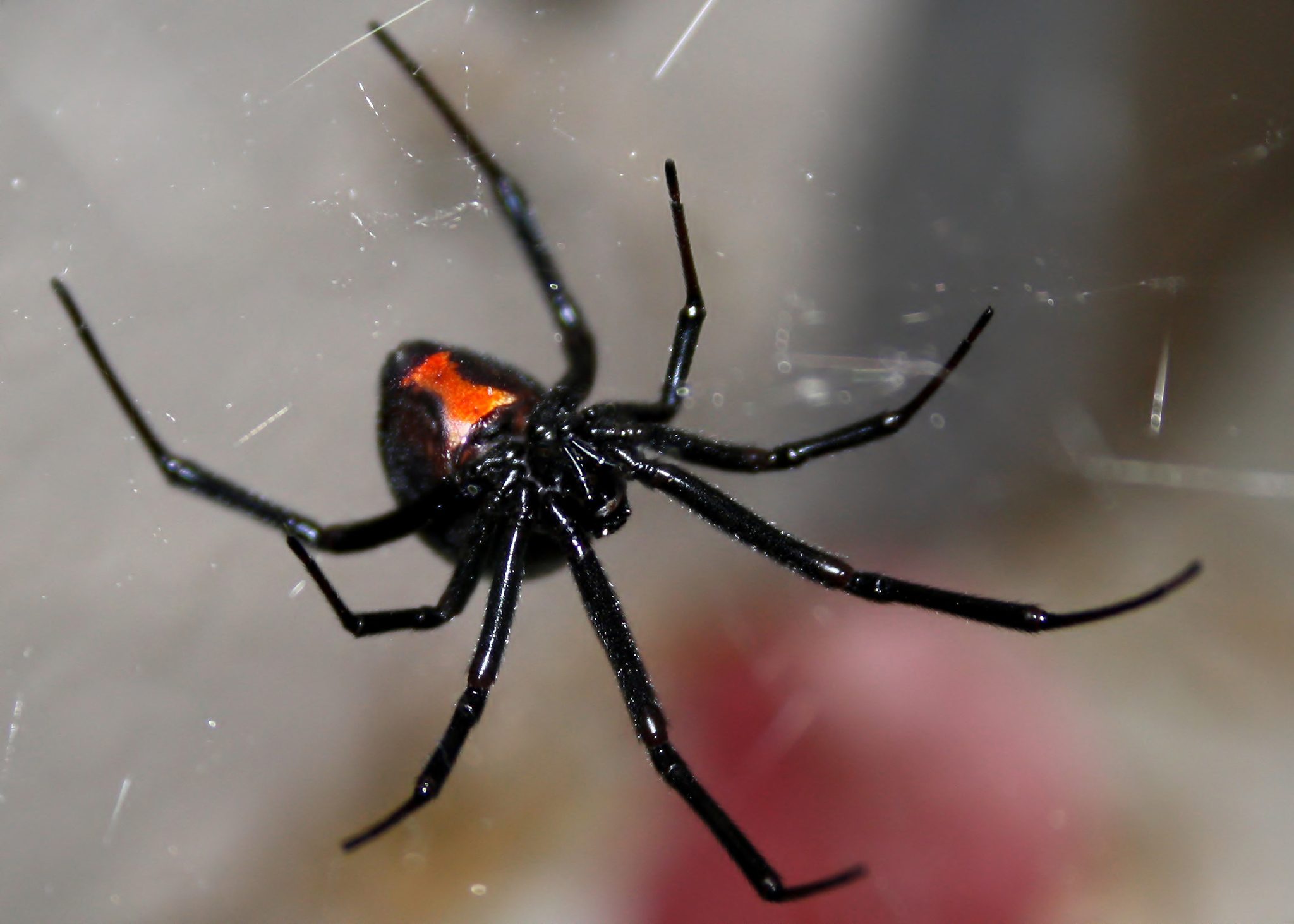 A female black widow spider (Latrodectus), hanging upside-down in her web, showing the red hourglass marking.