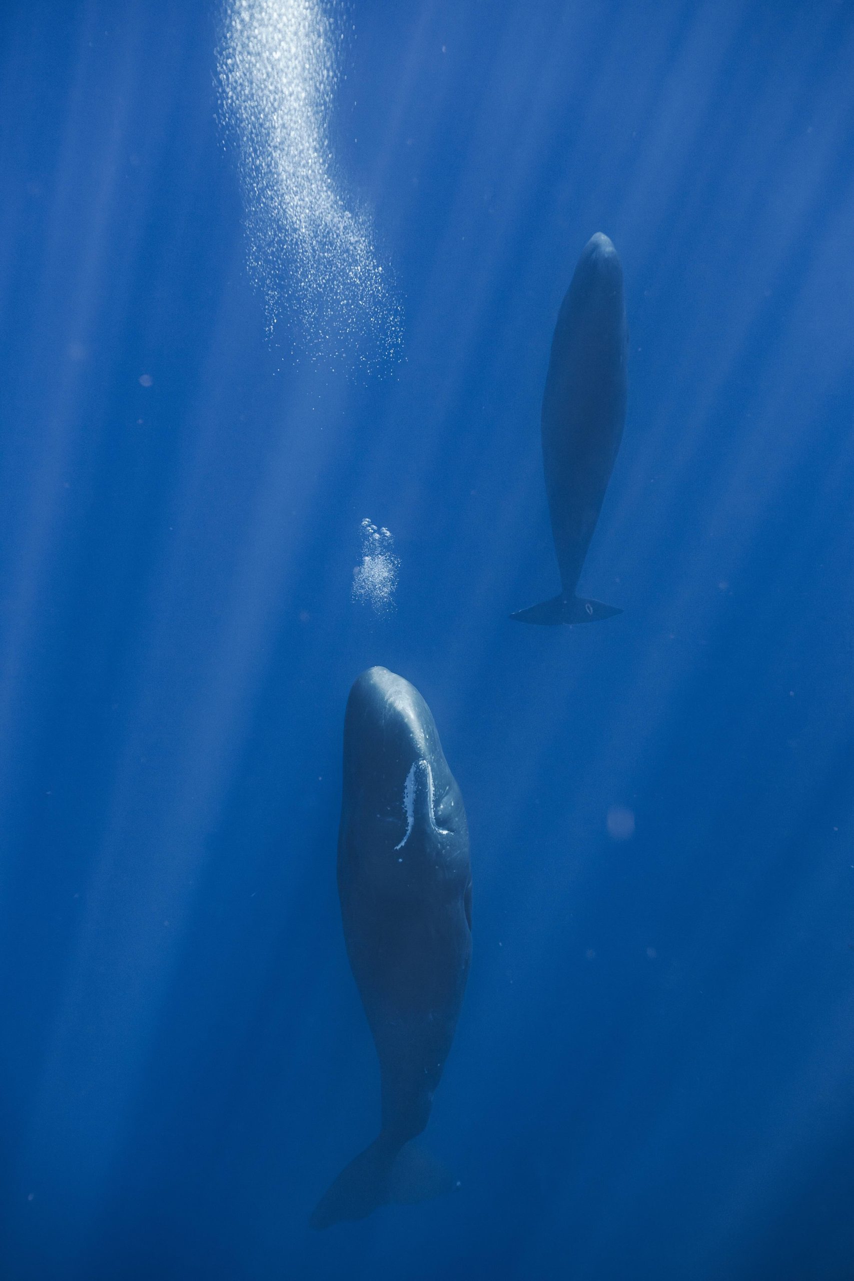 Resting sperm whales blowing bubbles