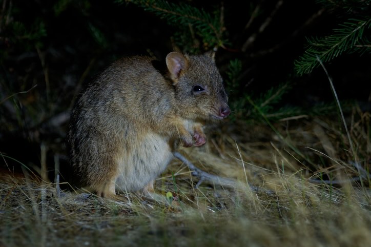 Brush-tailed bettong