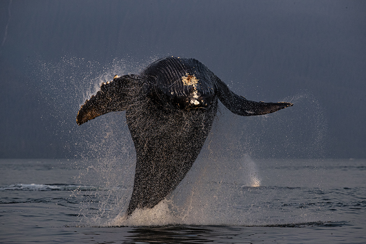 Whale breaching high above water.