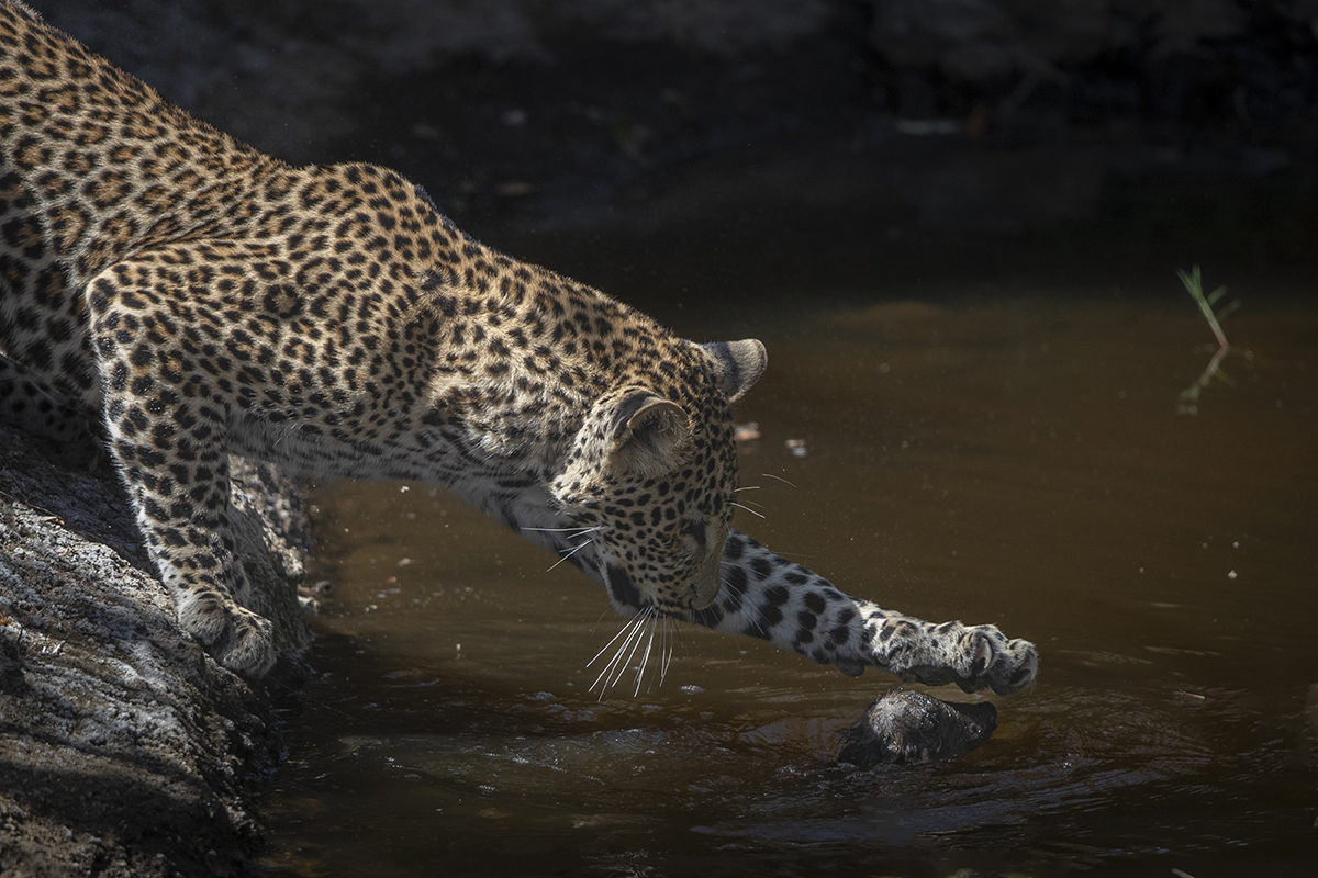 Leopard rests foot on piglett in water.