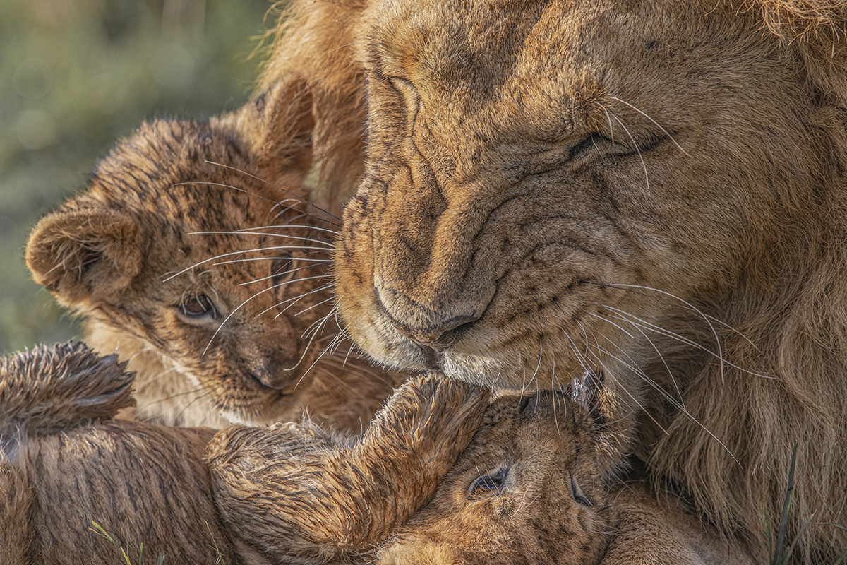 Male lion licking cubs clean.