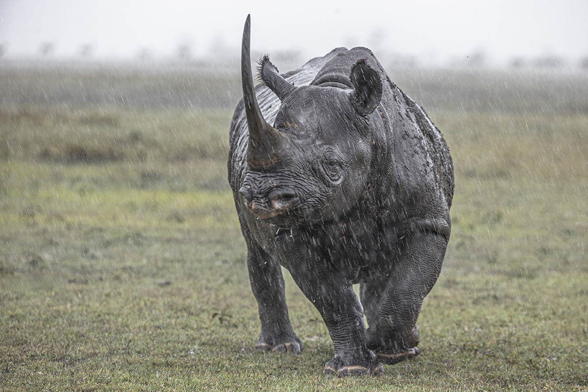 Rhino in rain storm.