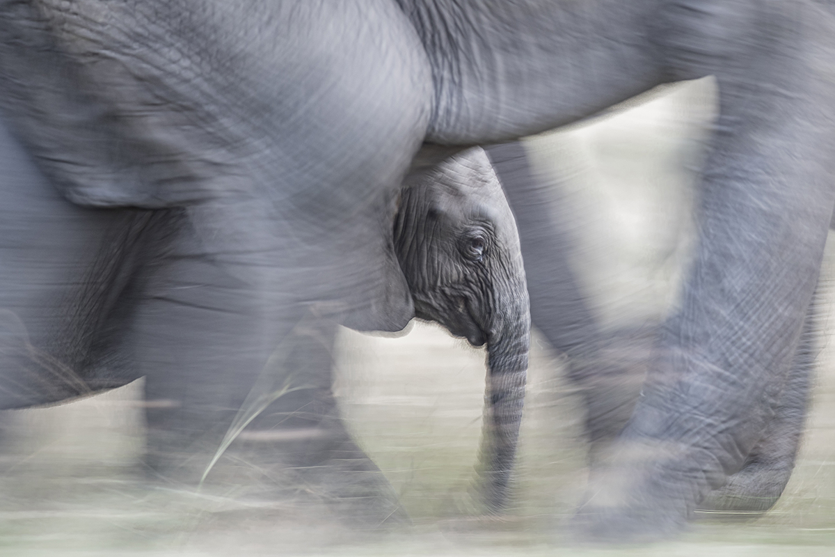 Blurred baby elephant calf.