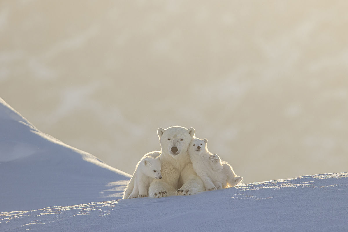 Three polar bears close together in snow.