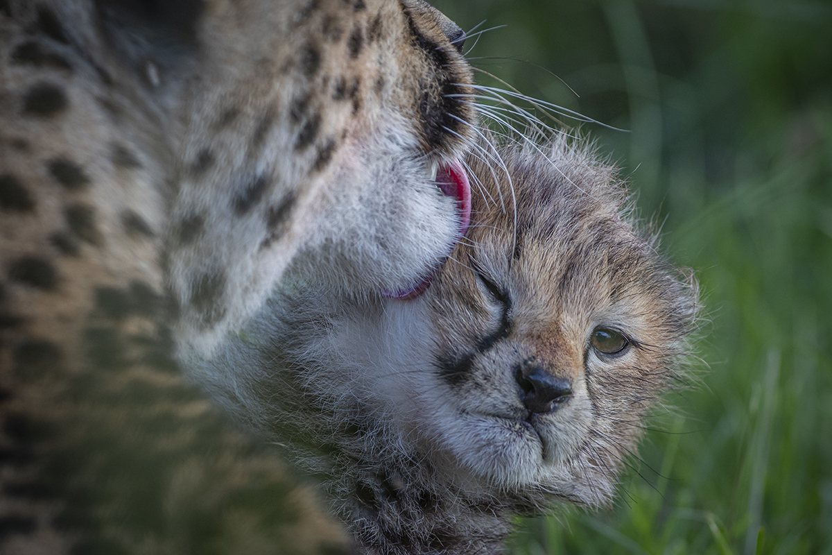 Cheetah licking cub.