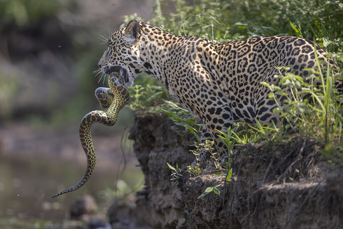 Leopard with snake in its mouth