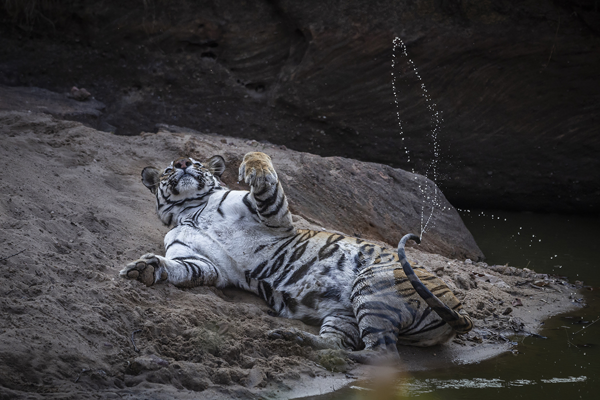 Tiger shaking tail.