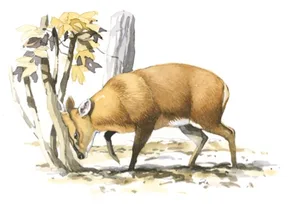 bbc-muntjac02_480-a1ee5a7