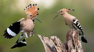 hoopoe facts hoopoe facts