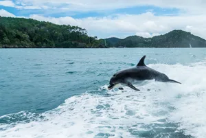 Dolphin jumping out of the ocean in the wake of a boat, Bay of Islands, North Island, New Zealand Why dolphins like to follow boats and surf the bow waves