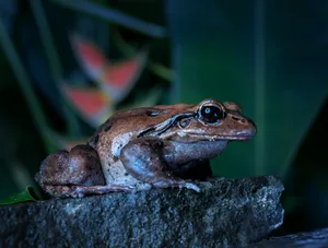 Mountain chicken frog. © Derek Galon/Getty A brown frog perched on a rock.