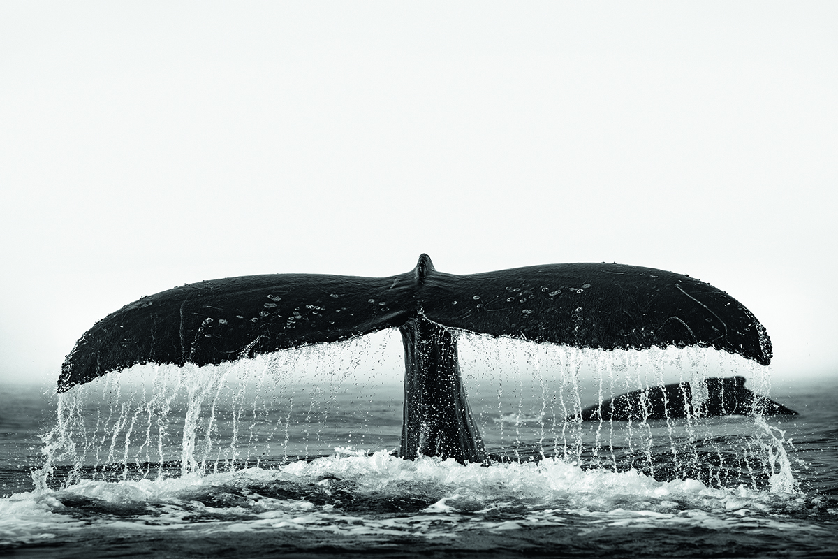 Humpback whale fin poking out of water.