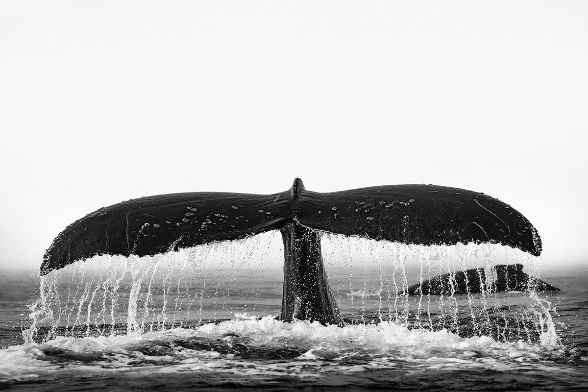 Humpback whale fin poking out of water.