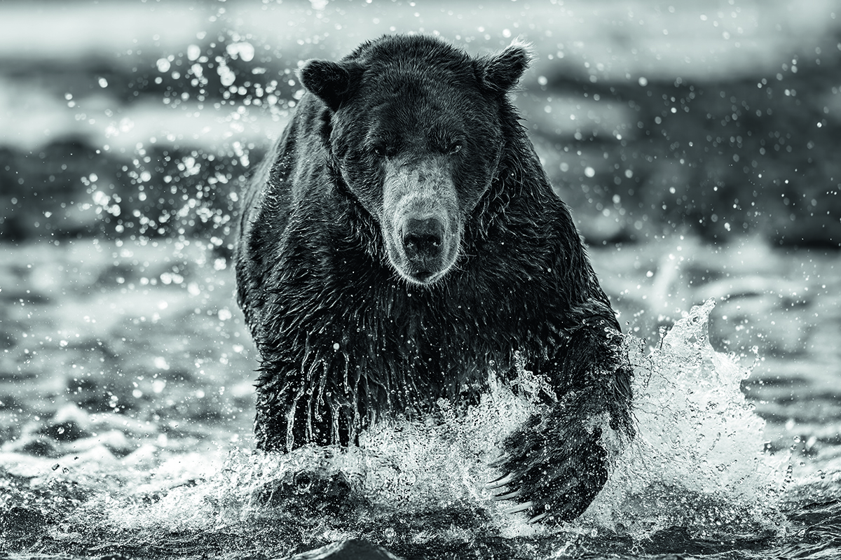Bear splashing through water.