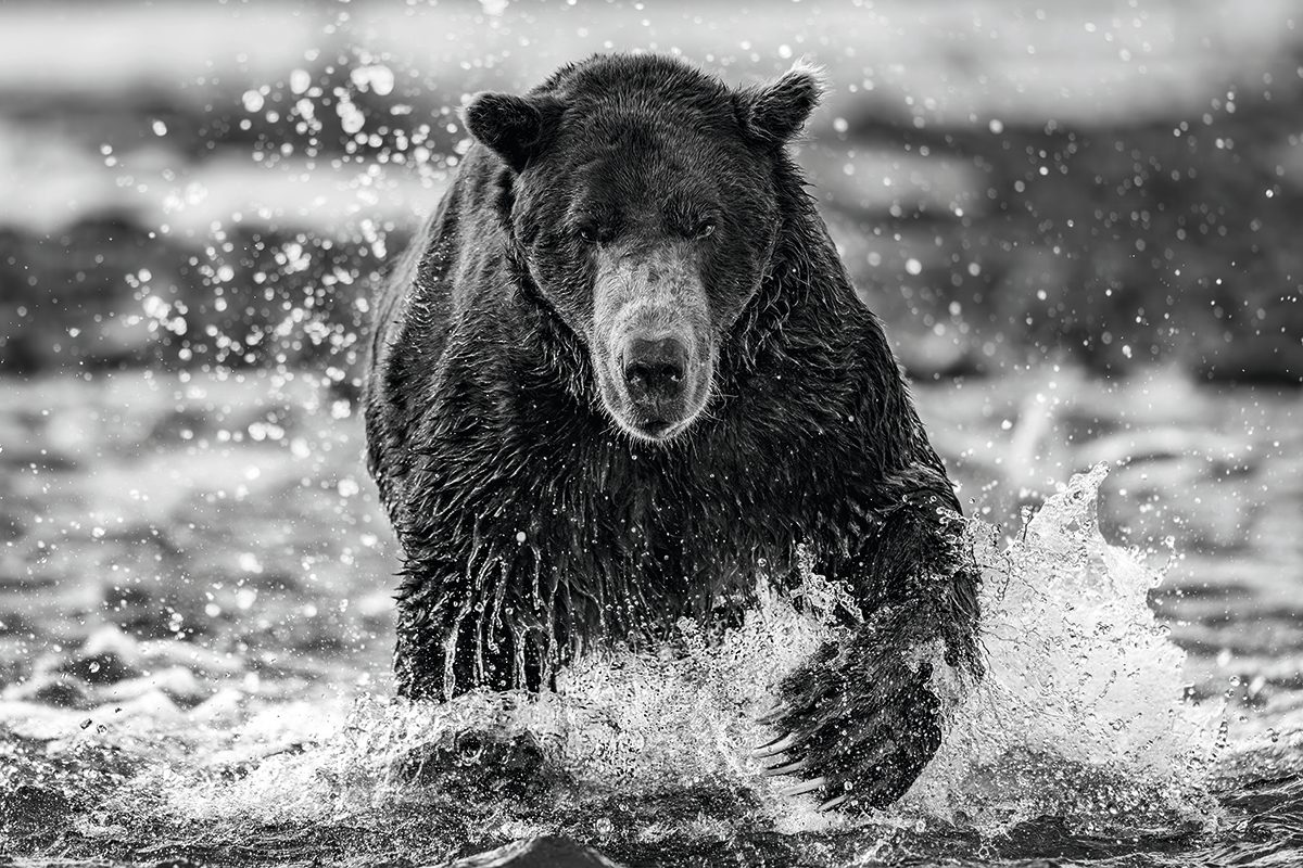 Bear splashing through water.
