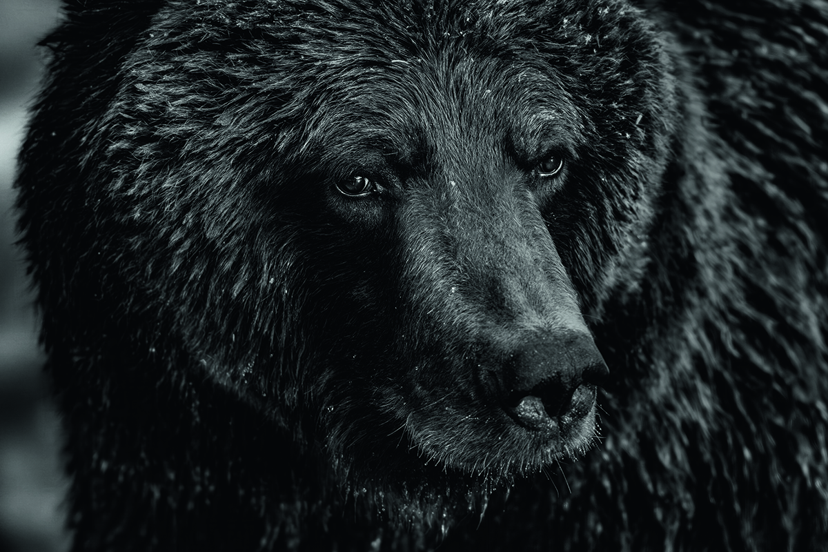 Close up of bear's face with eye contact.