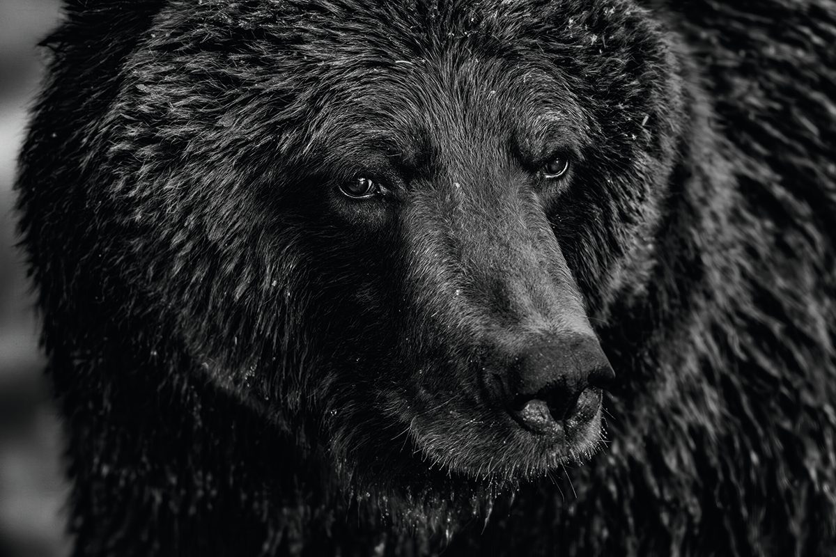 Close up of bear's face with eye contact.